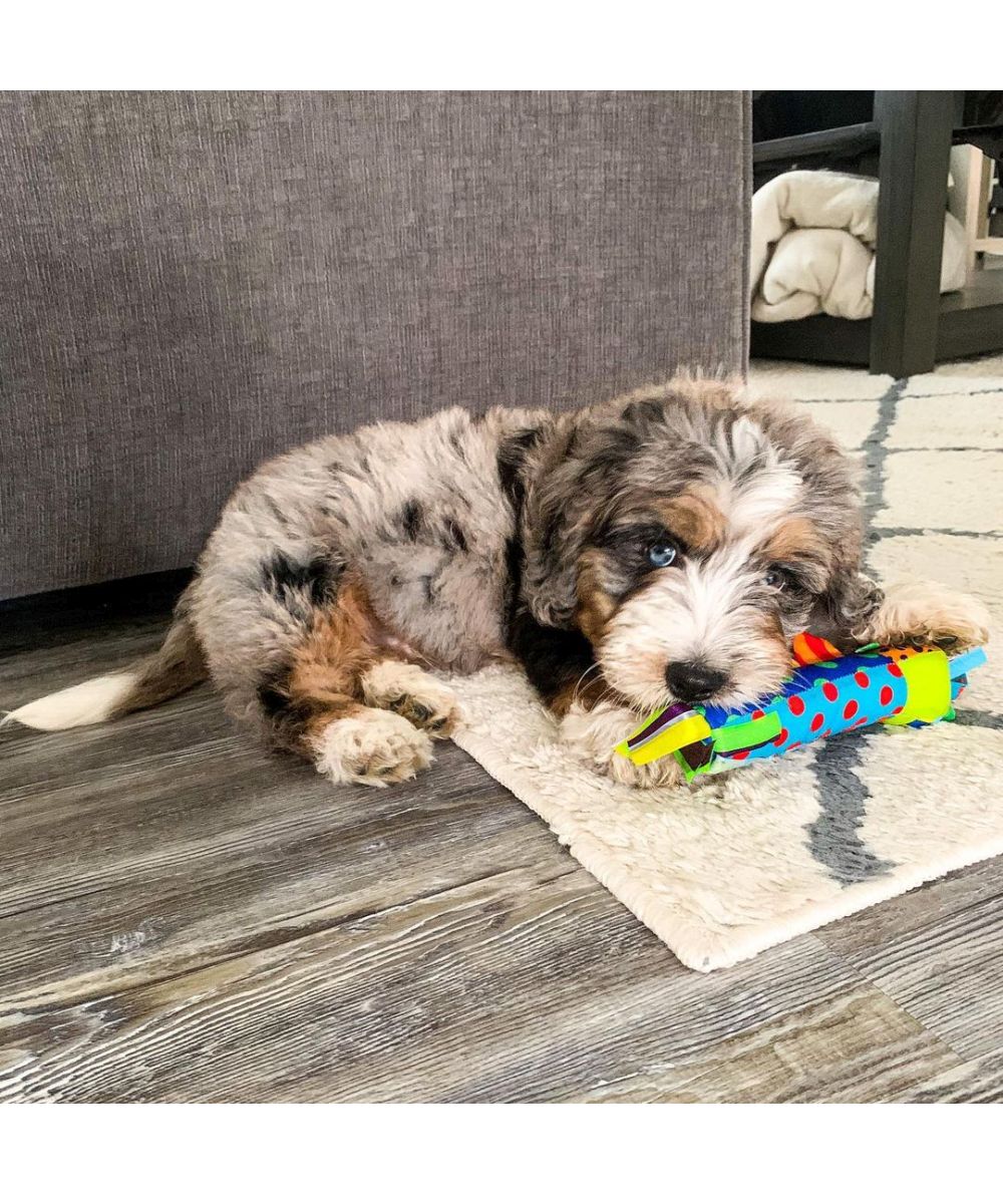Petstages - Cool Teething Stick