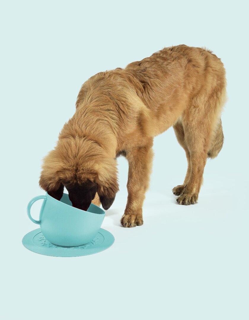 United Pets Cup voerbak blauw