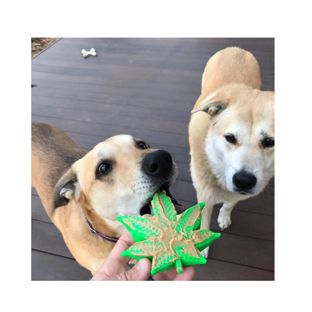 Sodapup - Colorado Maple Leaf
