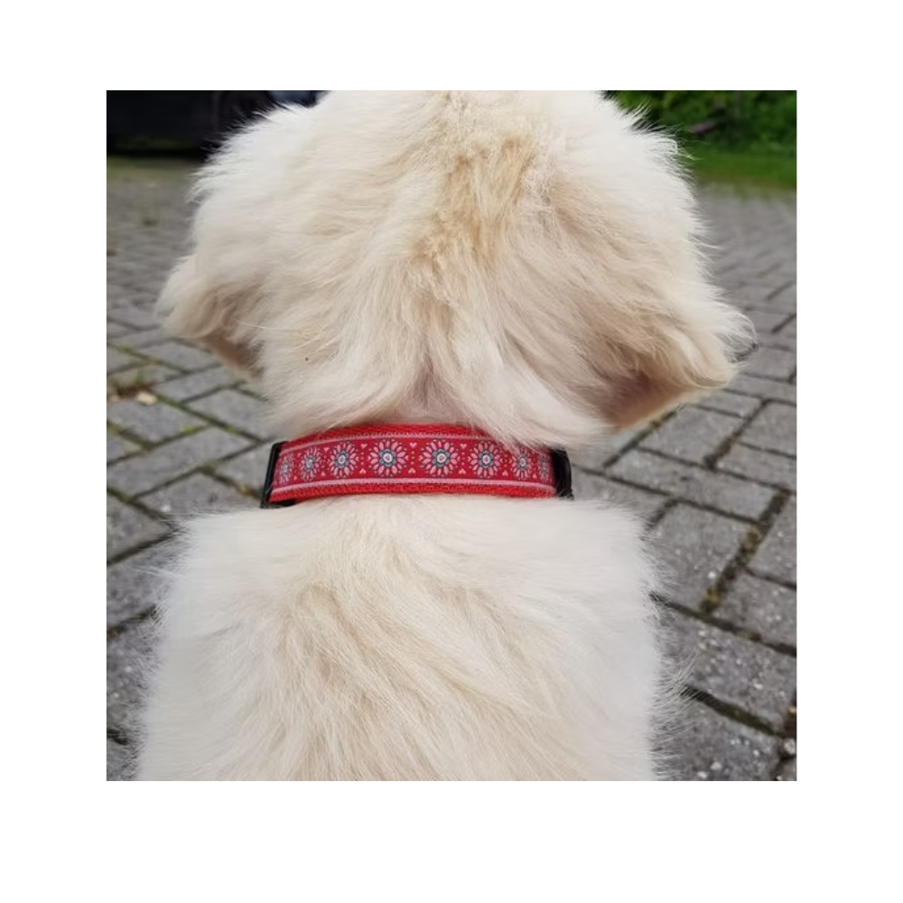 Middel halsband - Tiny Daisy