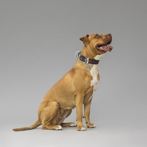 Hondenpenning Bronx Bot