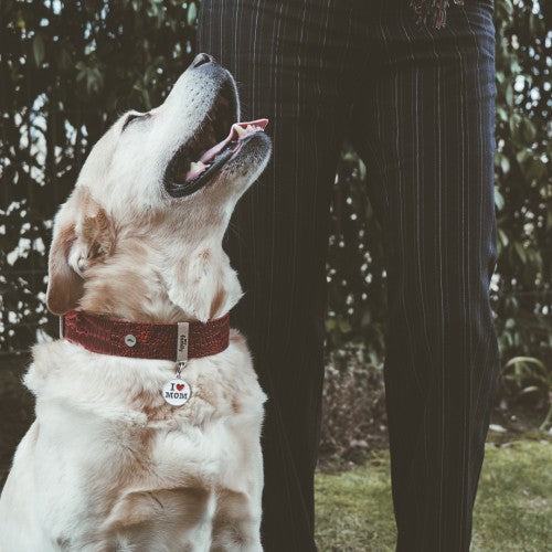 Hondenpenning I ♥ Mom