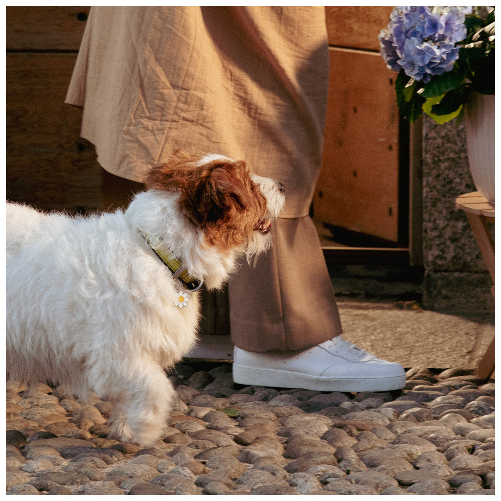 Hondenpenning Madelief