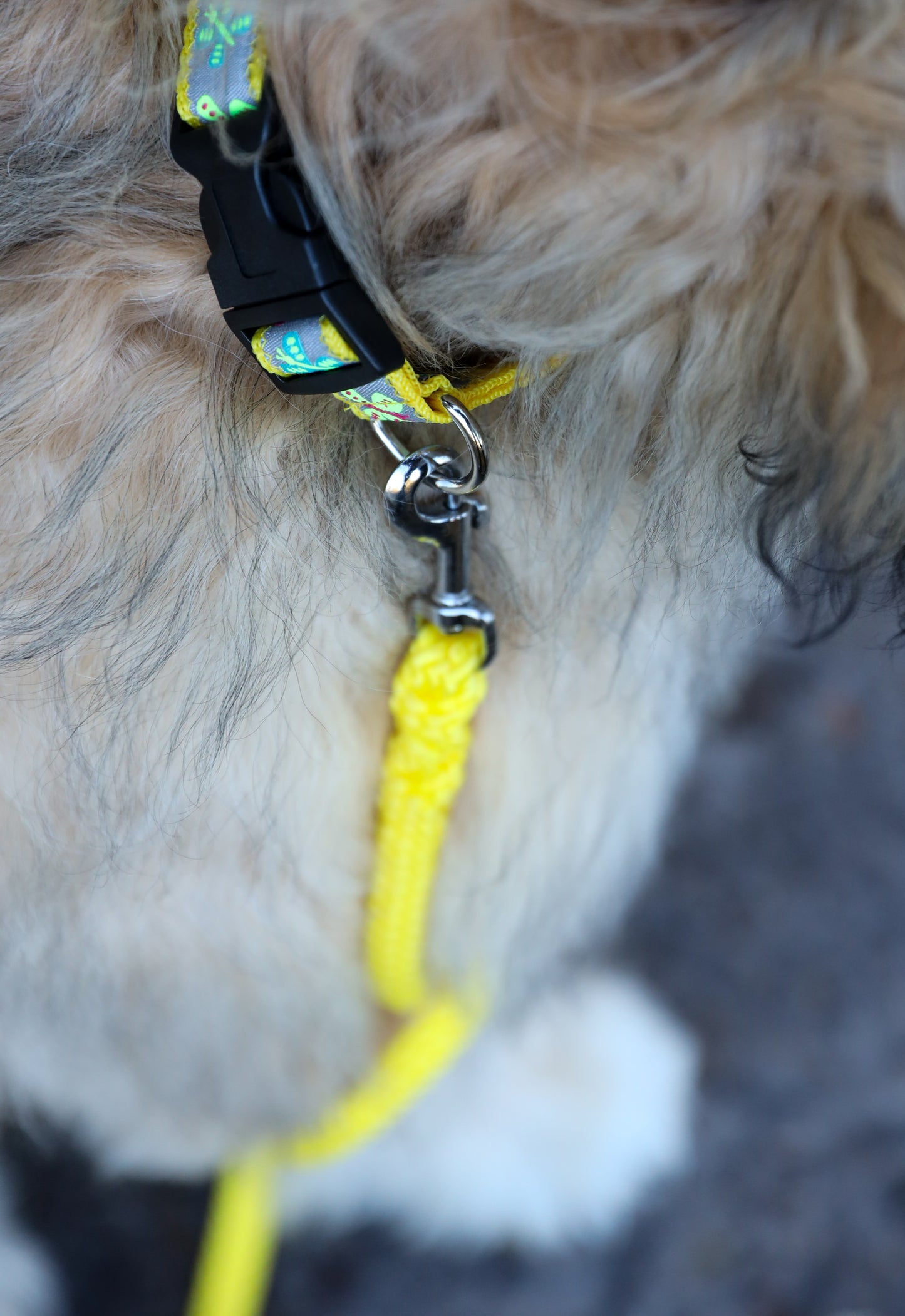 Set voor kleine hond - Butterfly