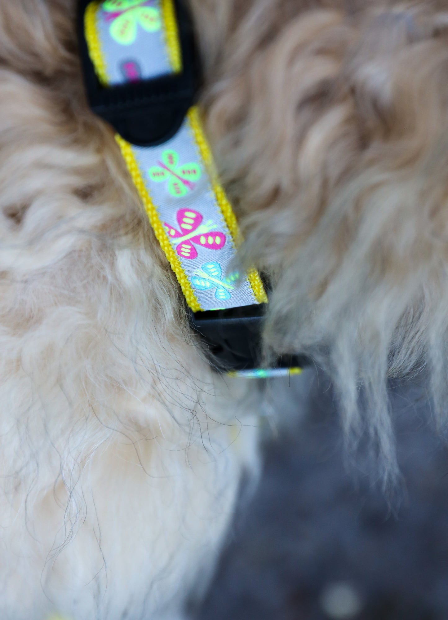 Set voor kleine hond - Butterfly