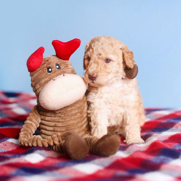 Zippypaws - Crinkle Rendier Small