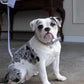 The Dog Musthaves Designer Bag - Beloningstasje voor hondenkoekjes en poepzakdispenser - Lila