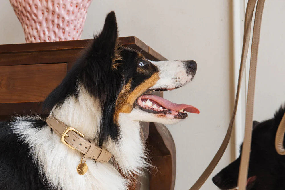 The Dog Musthaves - Hondenhalsband echt leer met naam penning - Taupe