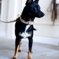 The Dog Musthaves - Hondenhalsband echt leer met naam penning - Taupe