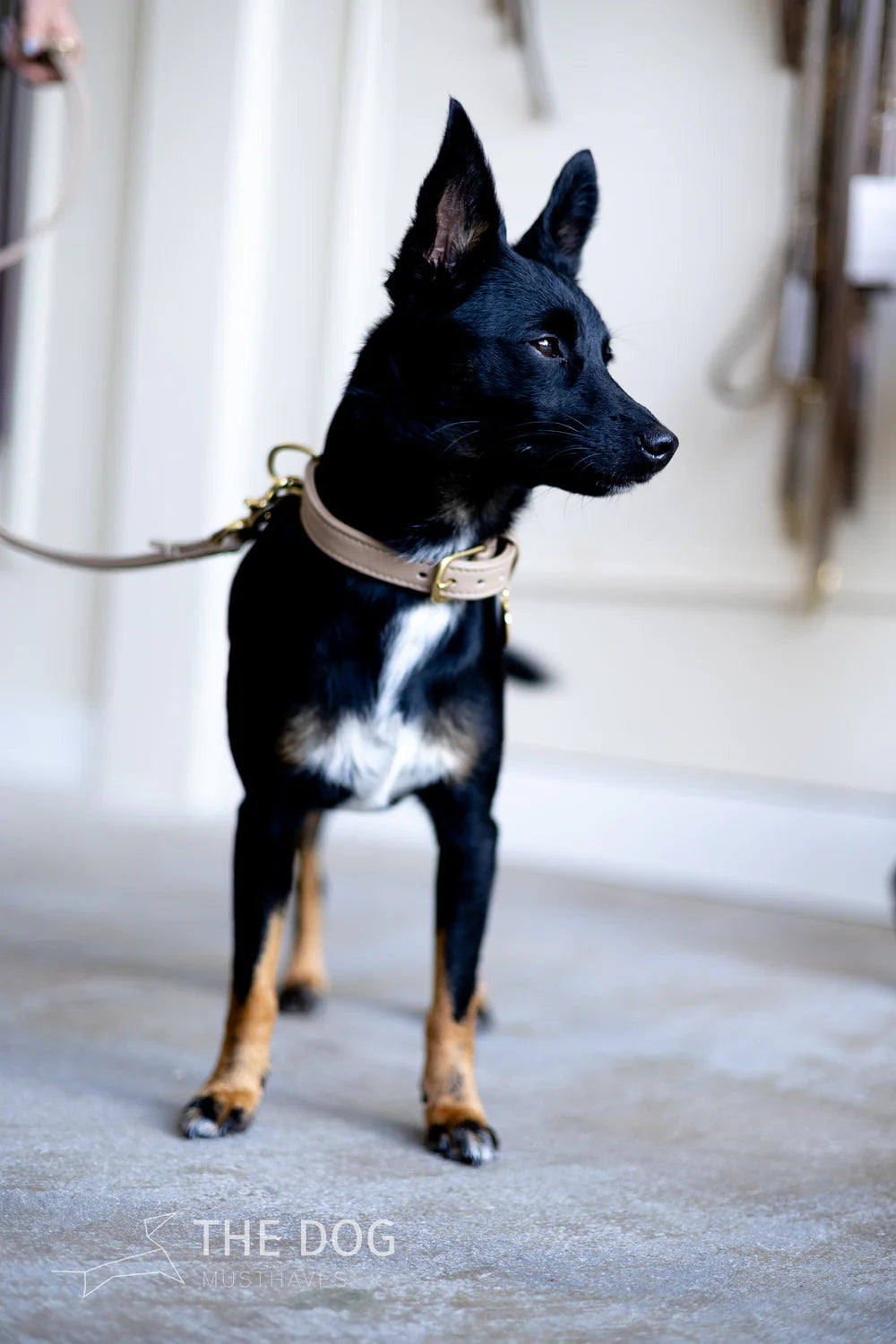 The Dog Musthaves - Hondenhalsband echt leer met naam penning - Taupe