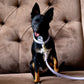The Dog Musthaves - Lila leren hondenriem