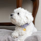 The Dog Musthaves - Hondenhalsband echt leer met naam penning - Lila