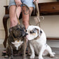 The Dog Musthaves - Taupe leren hondenriem