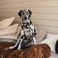 The Dog Musthaves - Hondenhalsband echt leer met naam penning - Lila