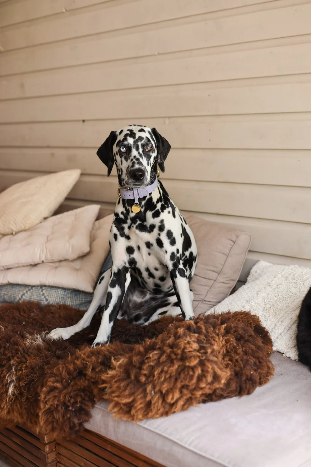The Dog Musthaves - Hondenhalsband echt leer met naam penning - Lila