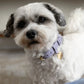 The Dog Musthaves - Hondenhalsband echt leer met naam penning - Lila