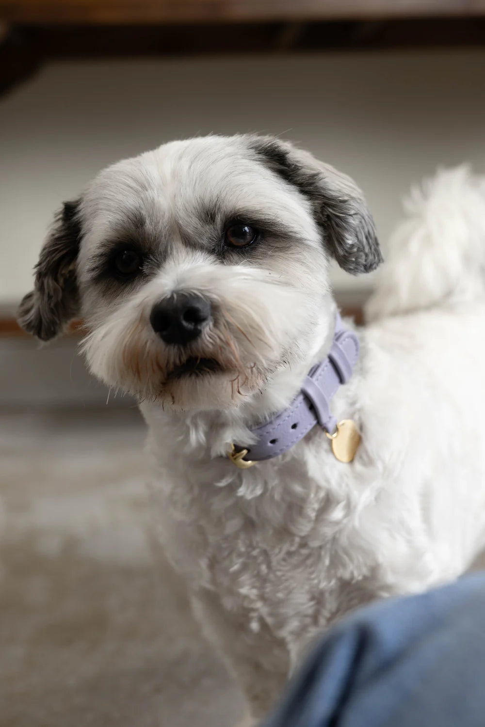 The Dog Musthaves - Hondenhalsband echt leer met naam penning - Lila
