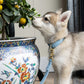 The Dog Musthaves - Hondenhalsband echt leer met naam penning - Blauw