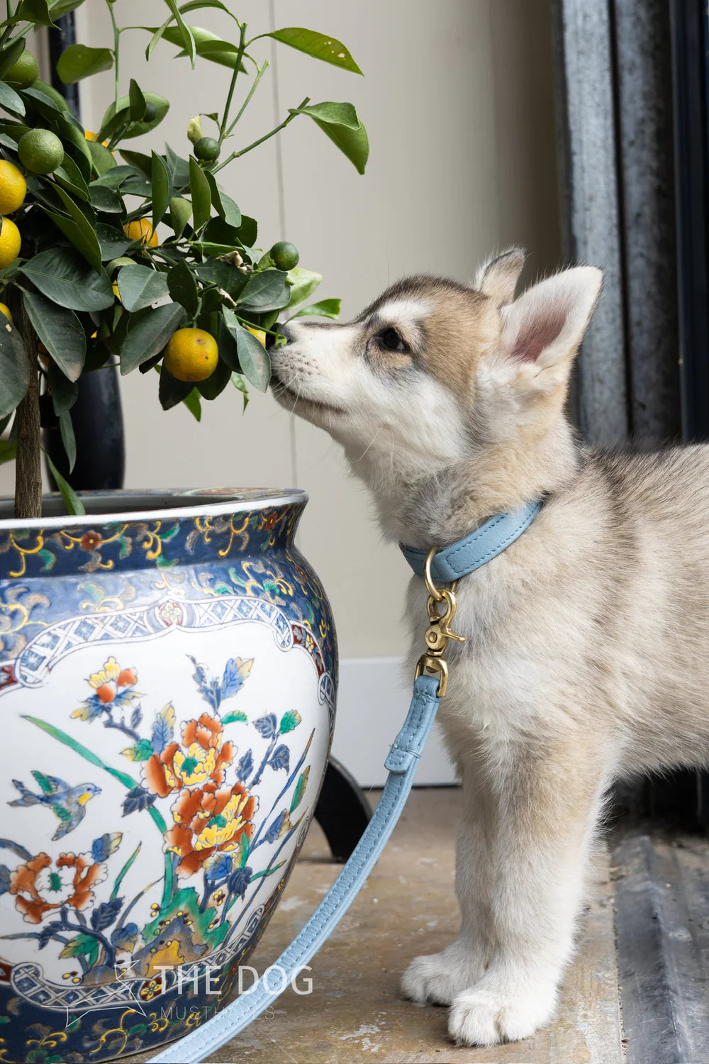 The Dog Musthaves - Hondenhalsband echt leer met naam penning - Blauw