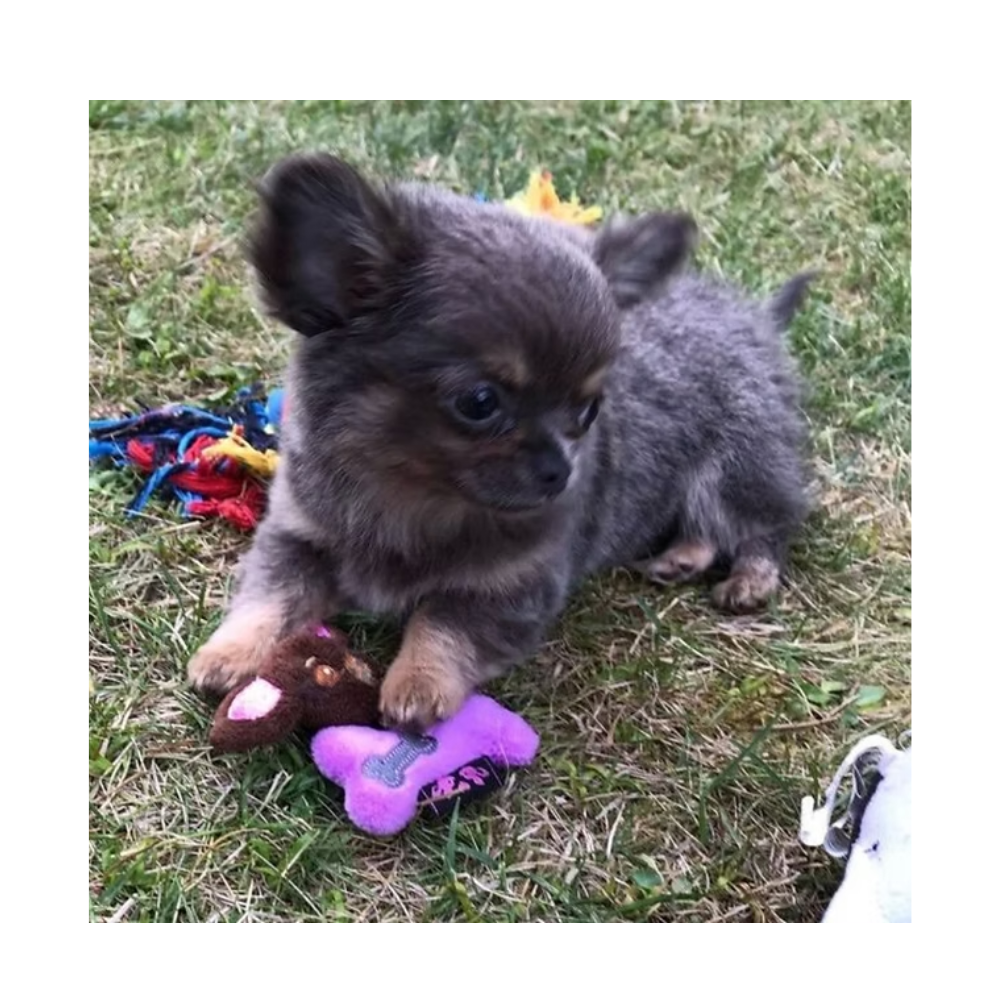 Chi-toys
