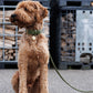 The Dog Musthaves - Groene leren hondenriem