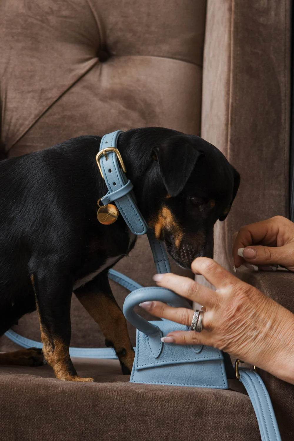 The Dog Musthaves Designer Bag - Beloningstasje voor hondenkoekjes en poepzakdispenser - Blauw