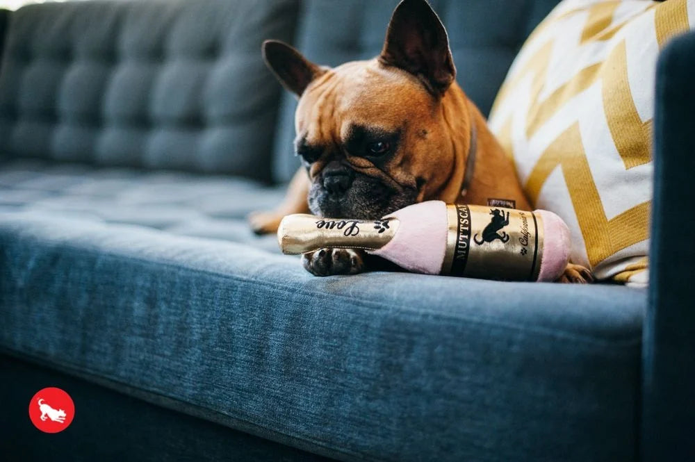 Barking Bubbly