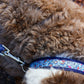 Set voor grote hond - Donna Gloria