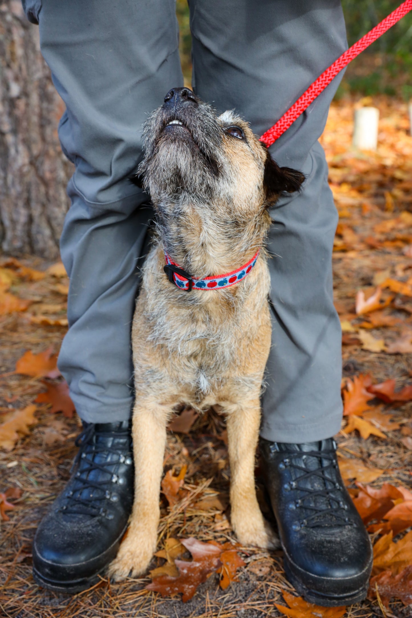 Set voor kleine hond - Pink Lady