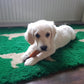 Vetbed - Hond