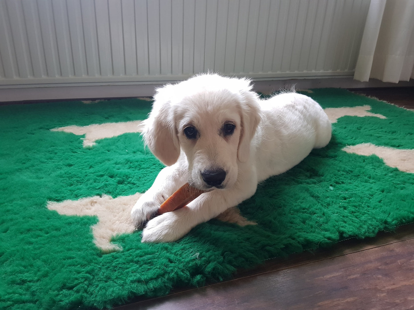 Vetbed - Hond